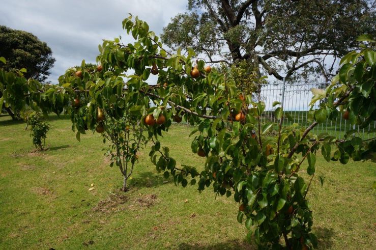 Kelston-Primary-Orchard (2).jpg